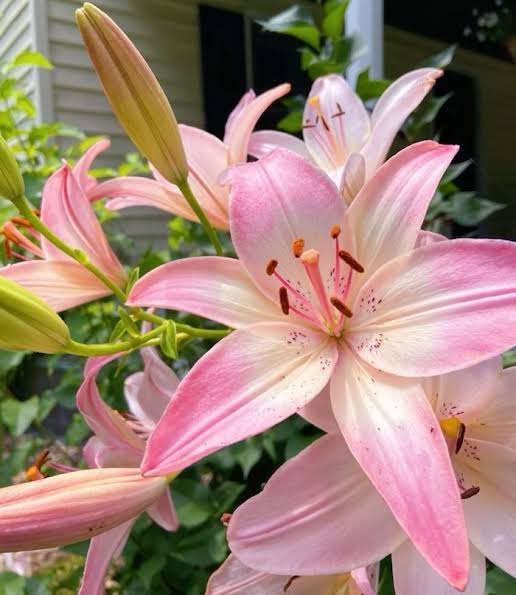百合花