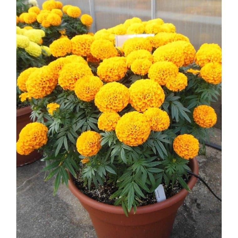 万寿菊花